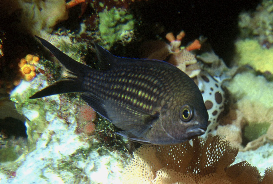 Chromis chromis (Castagnola mediterranea)